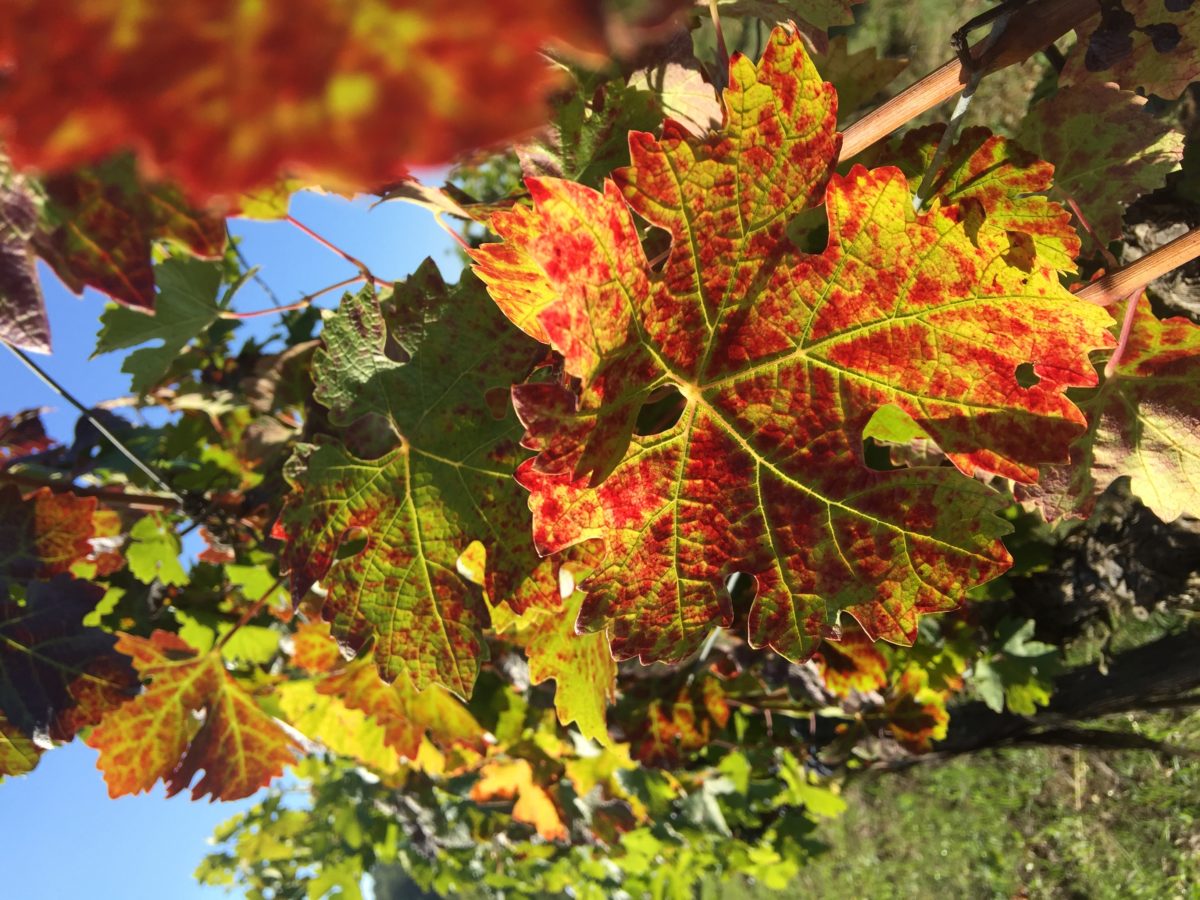 CHIANTI IN AUTUNNO